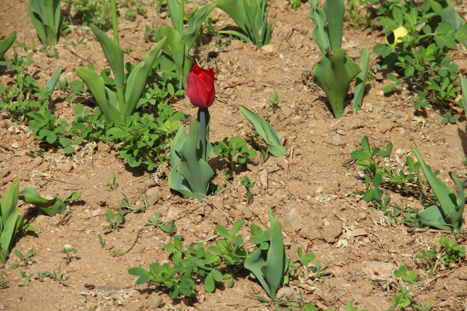 tulips