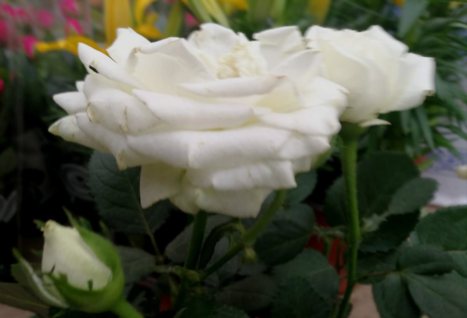 chinese rose