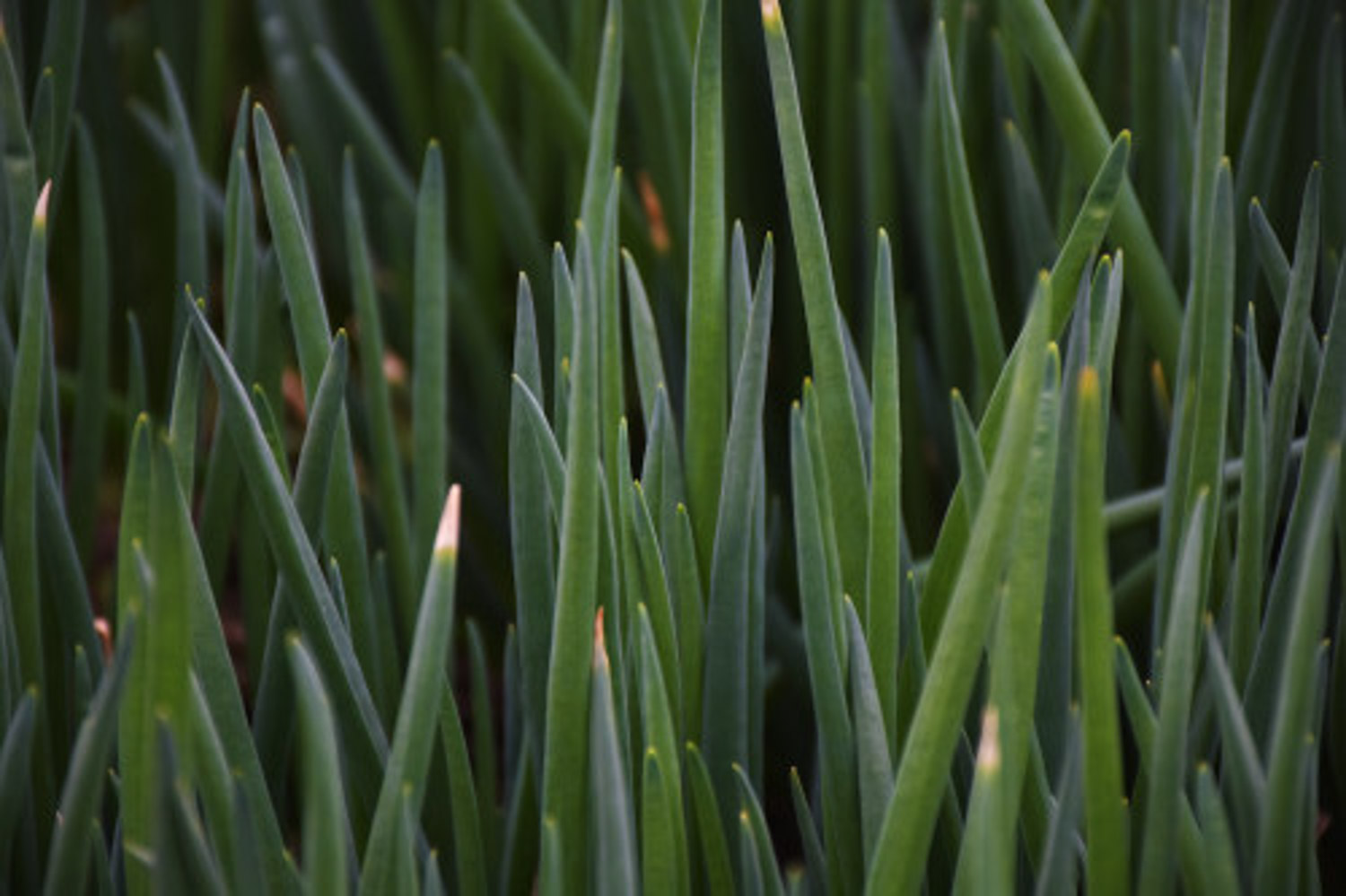 Scallion