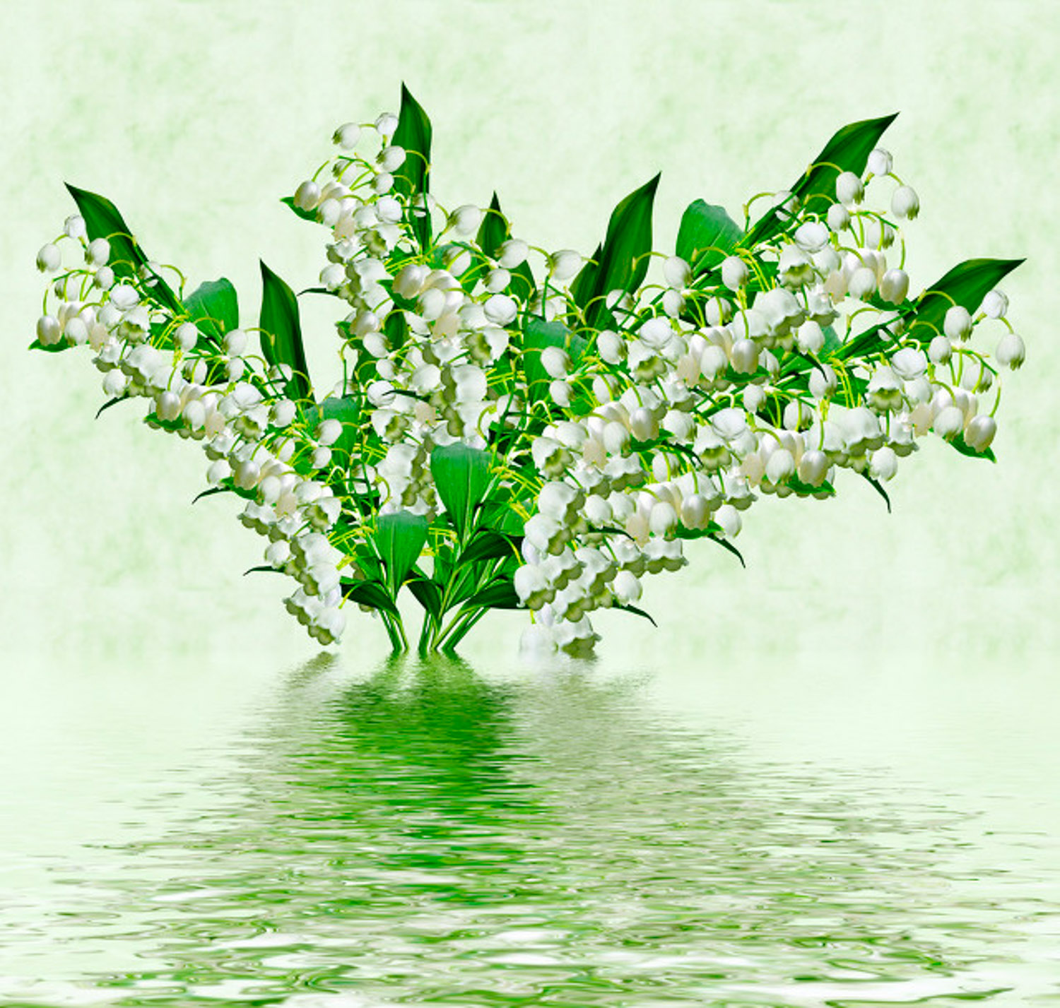 Lily of the valley