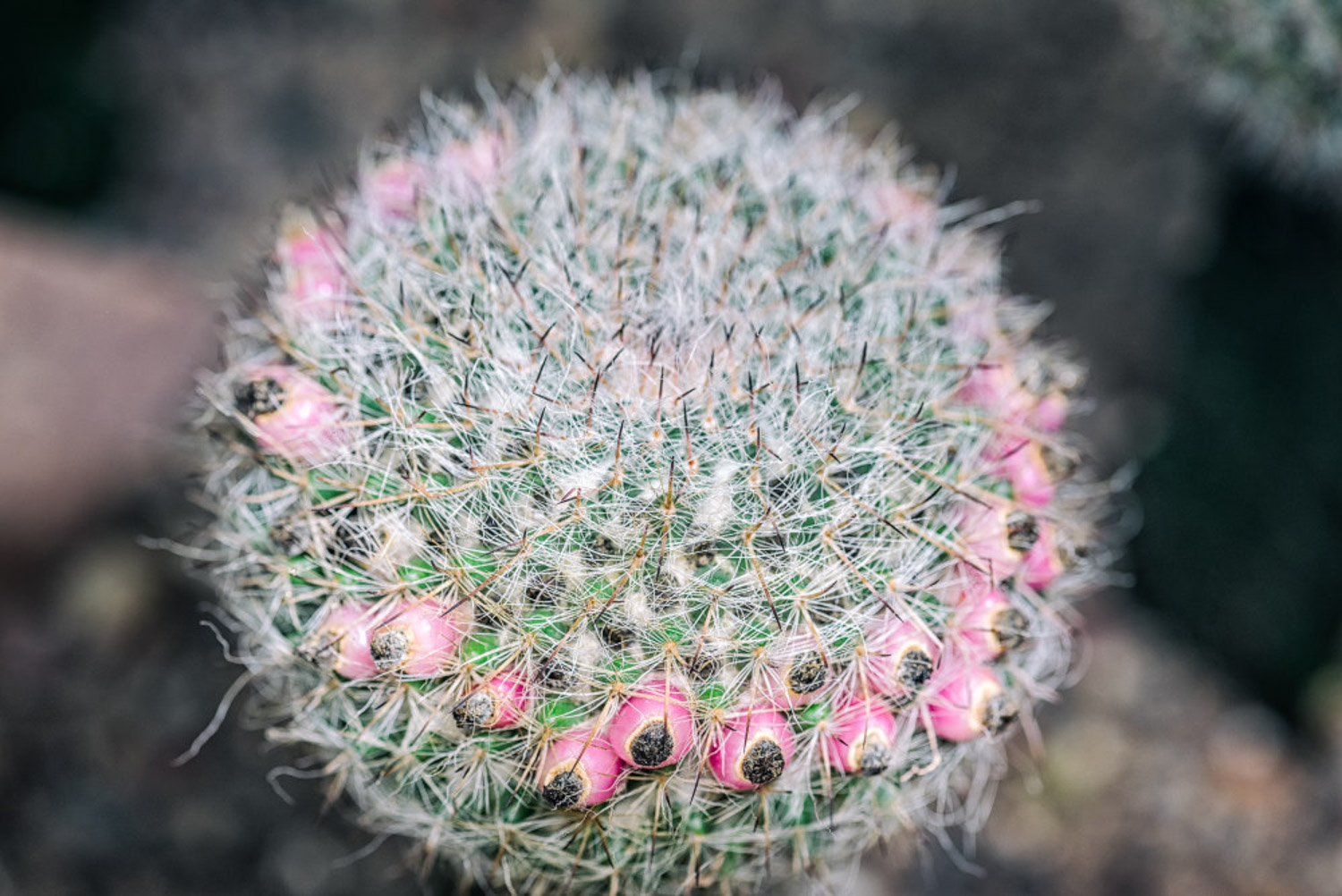 Cactus