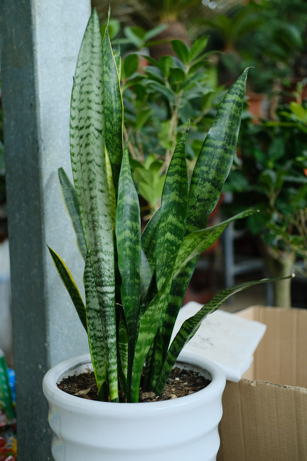 Sansevieria trifasciata