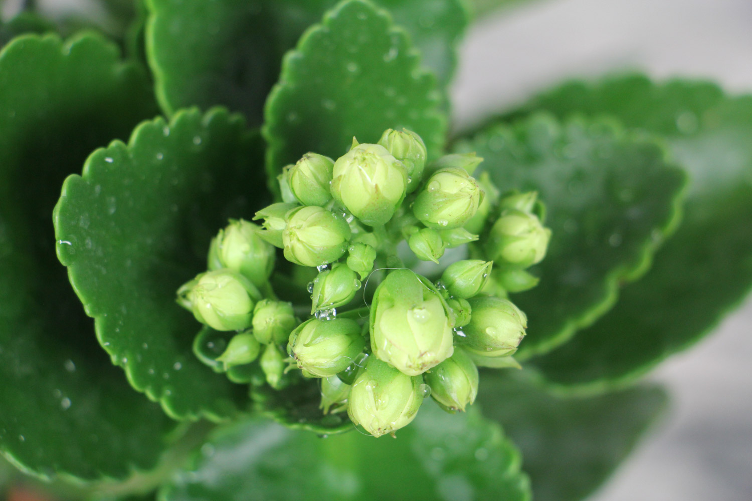 Longevity flower