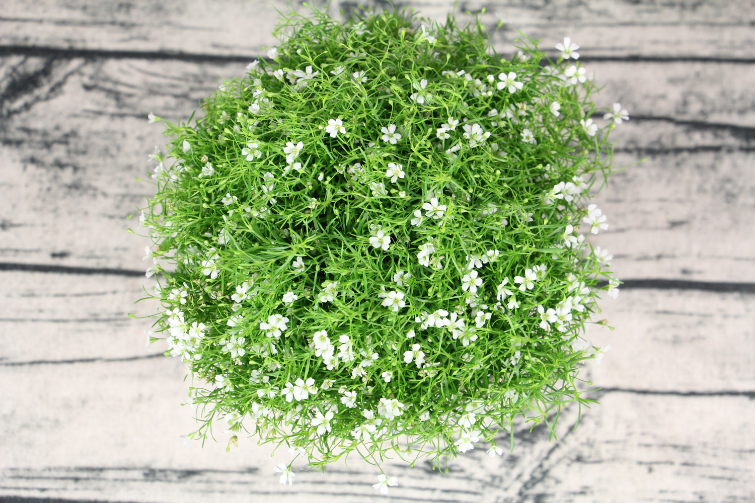 babysbreath