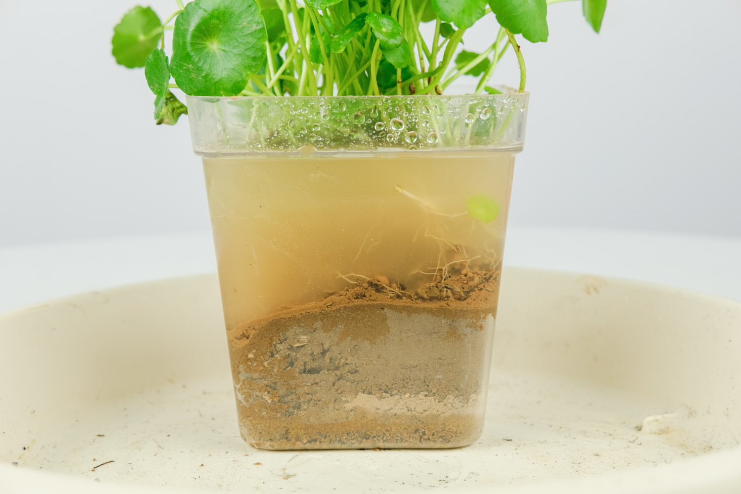 HYDROCOTYLE