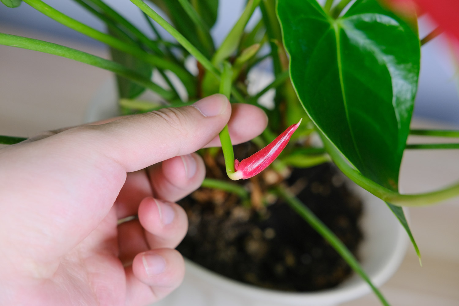 Anthurium