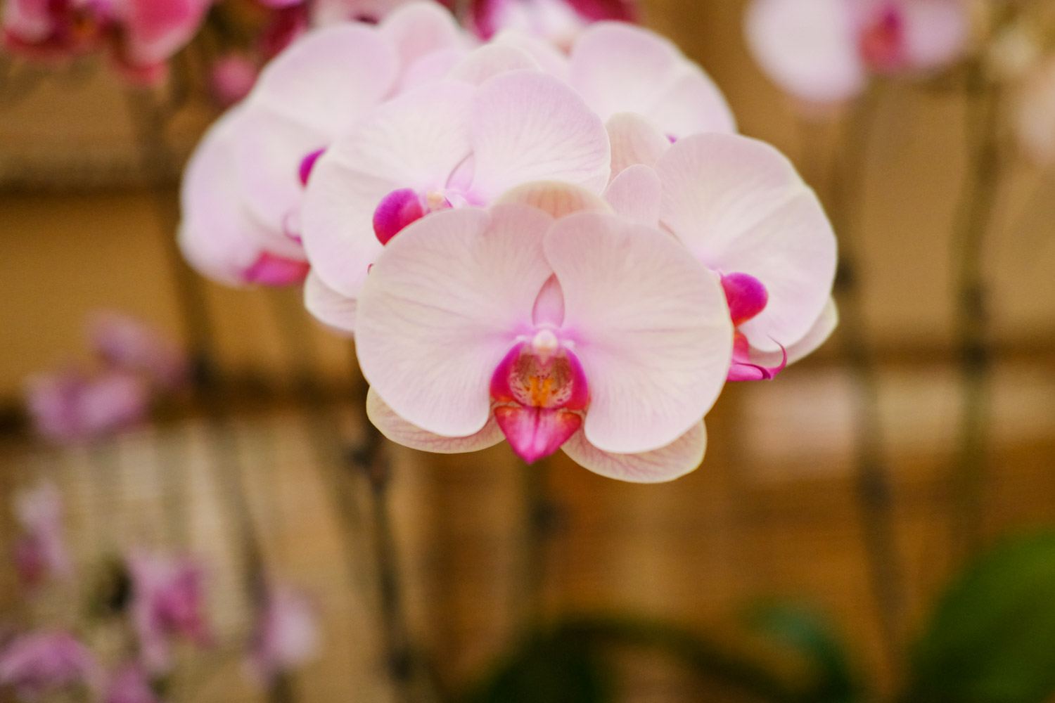 moth orchid