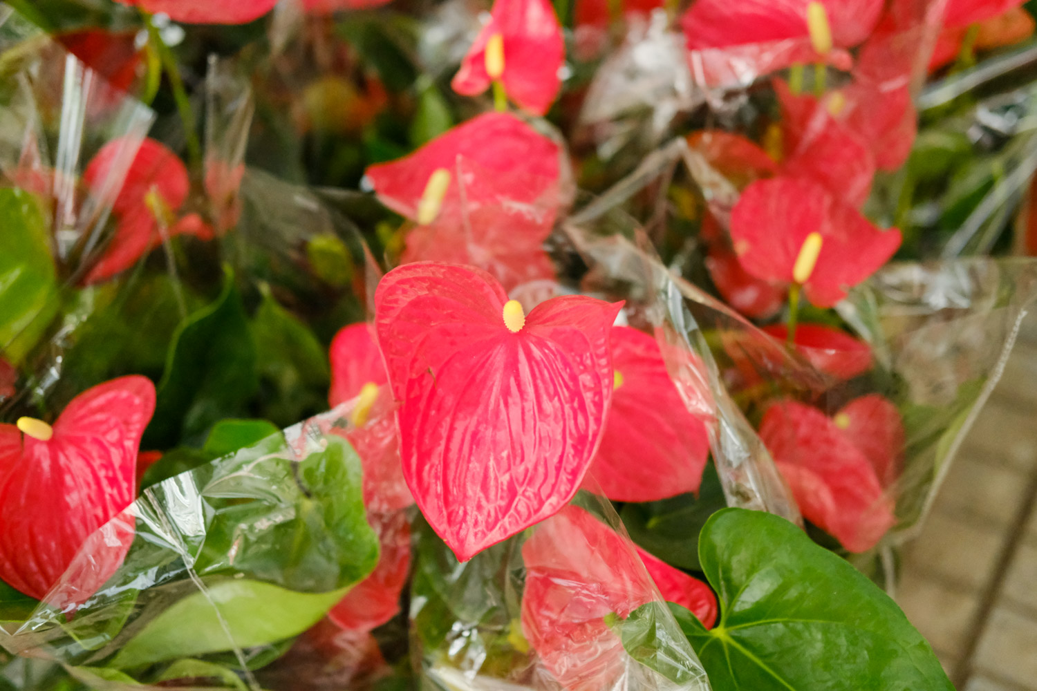 Anthurium