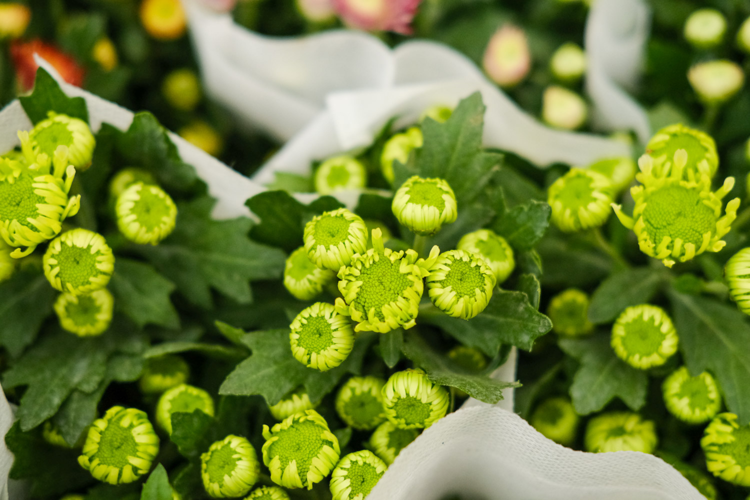 Chrysanthemum