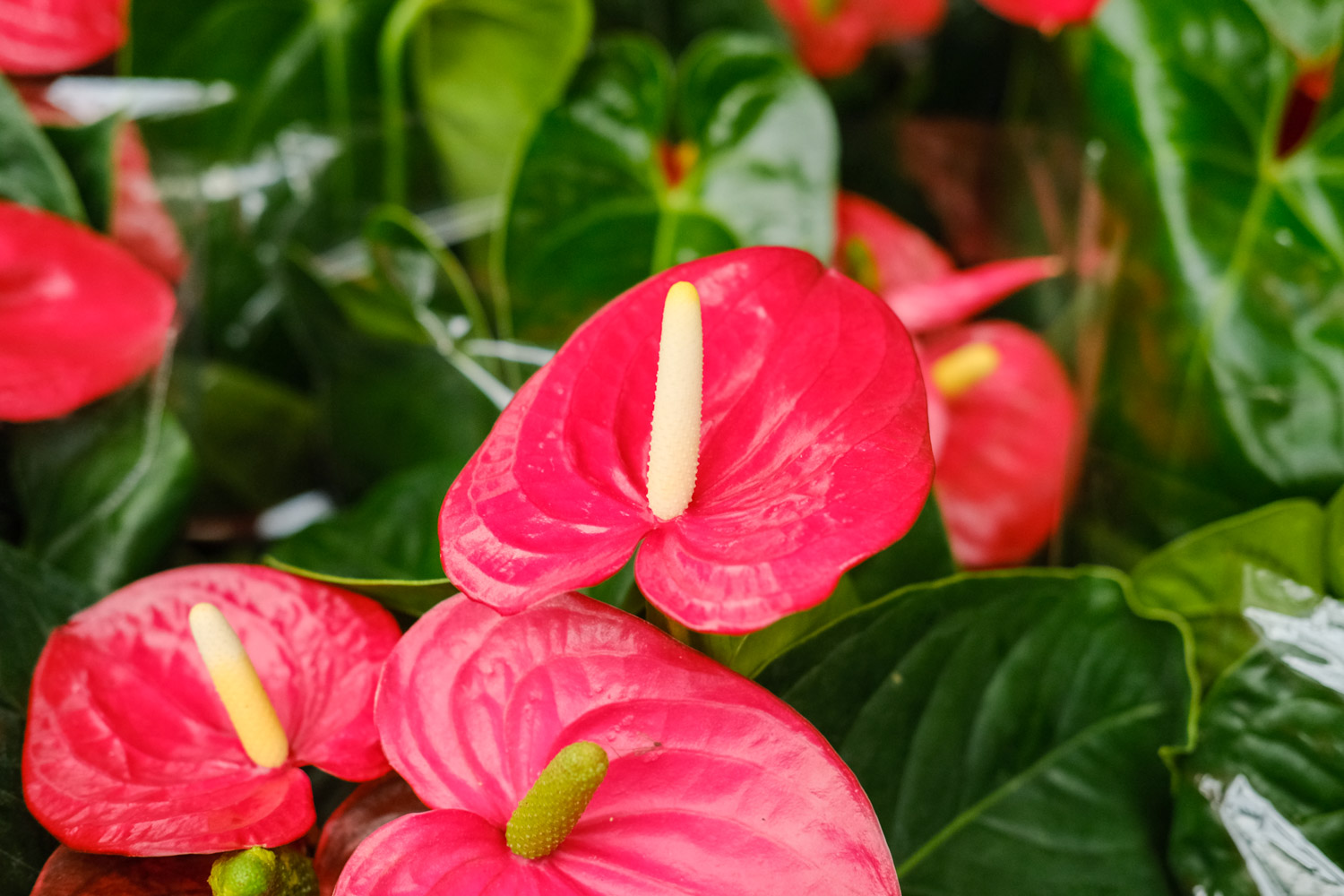 Anthurium