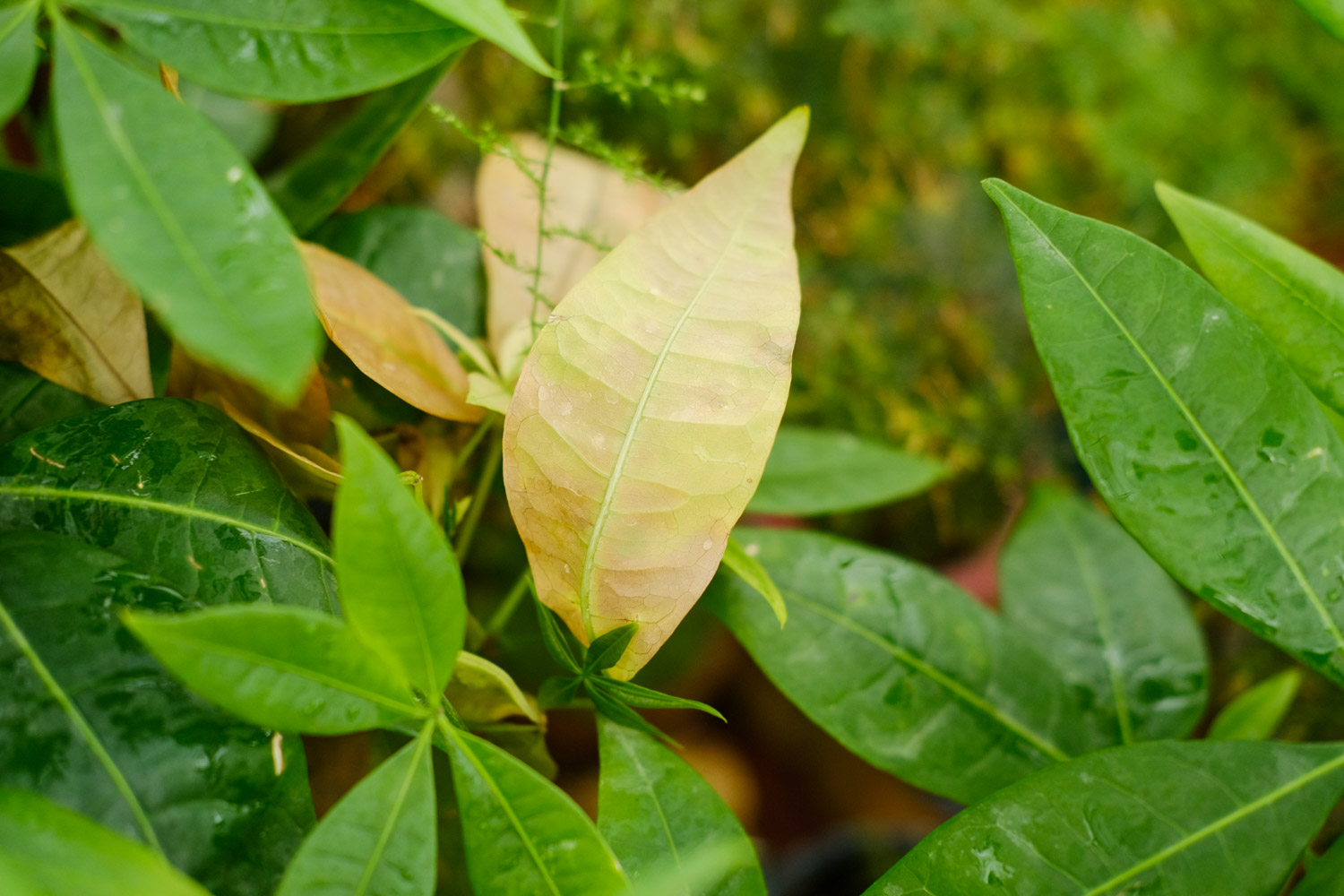 pachira macrocarpa