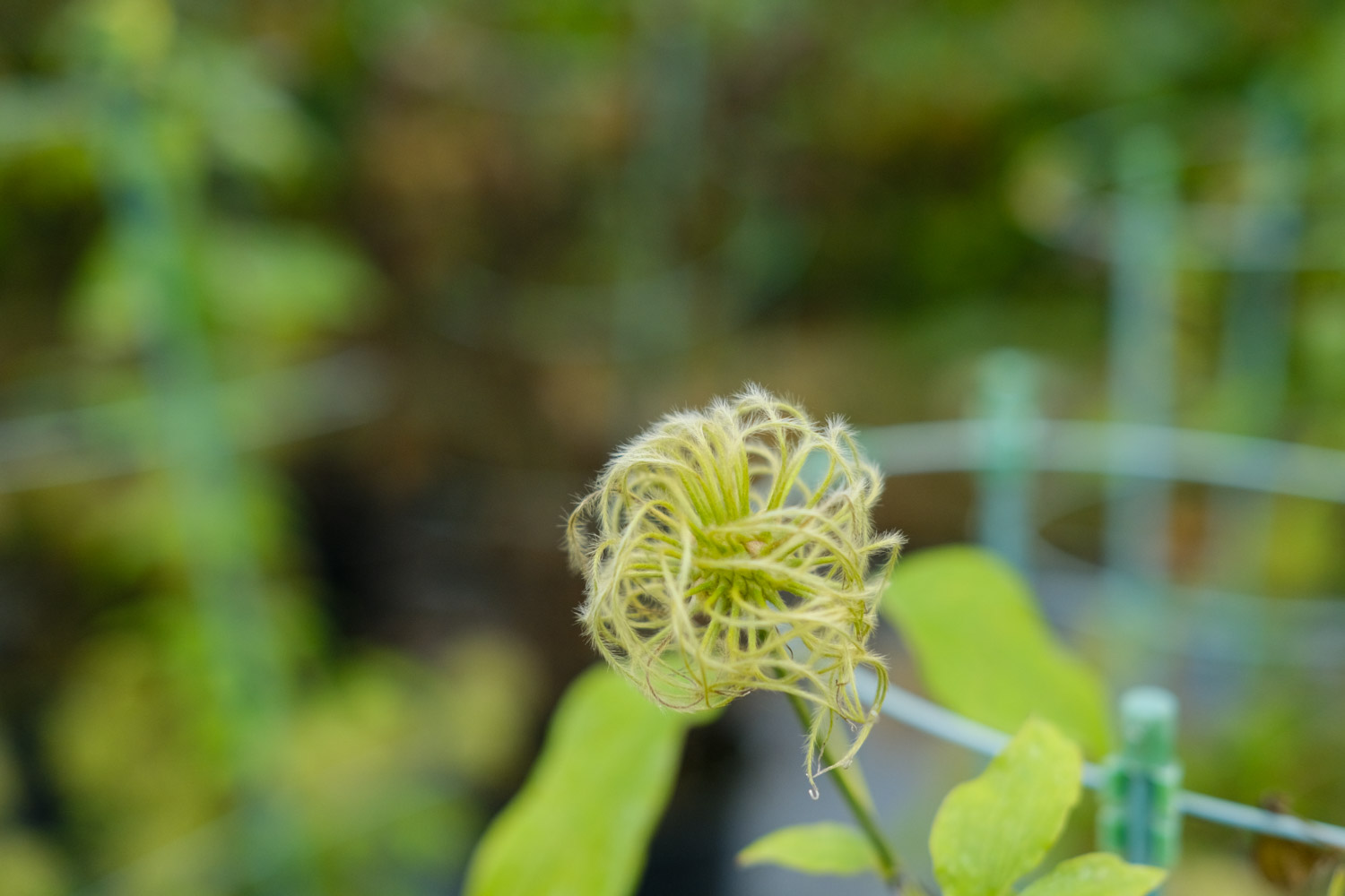 Clematis