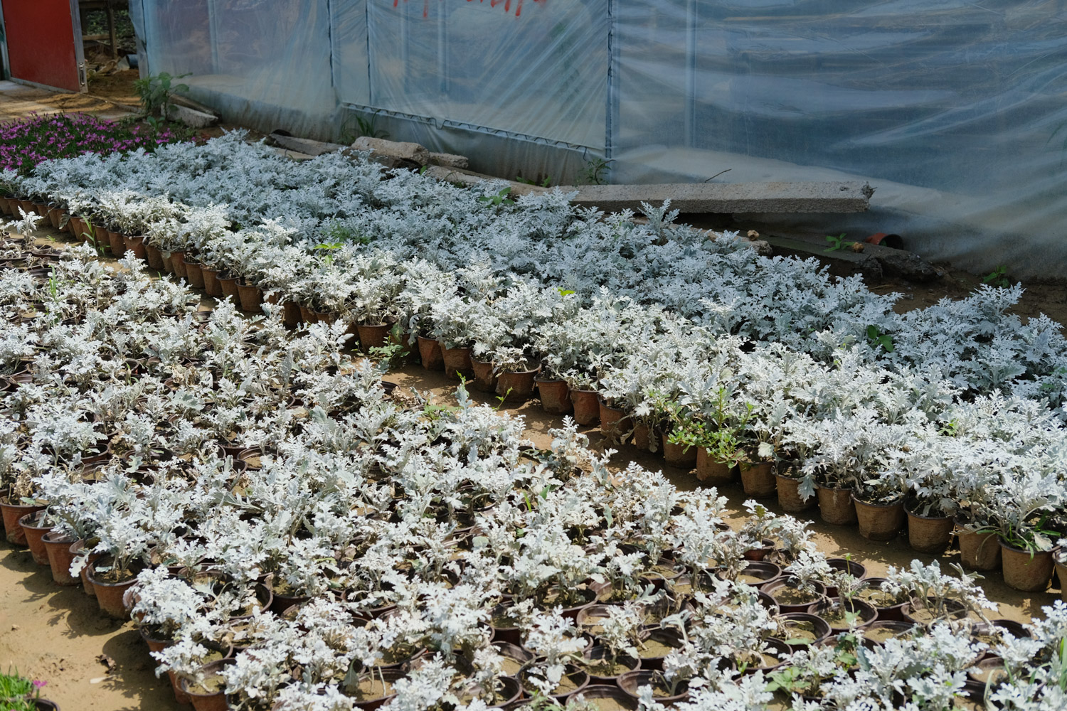 Silver leaf Chrysanthemum
