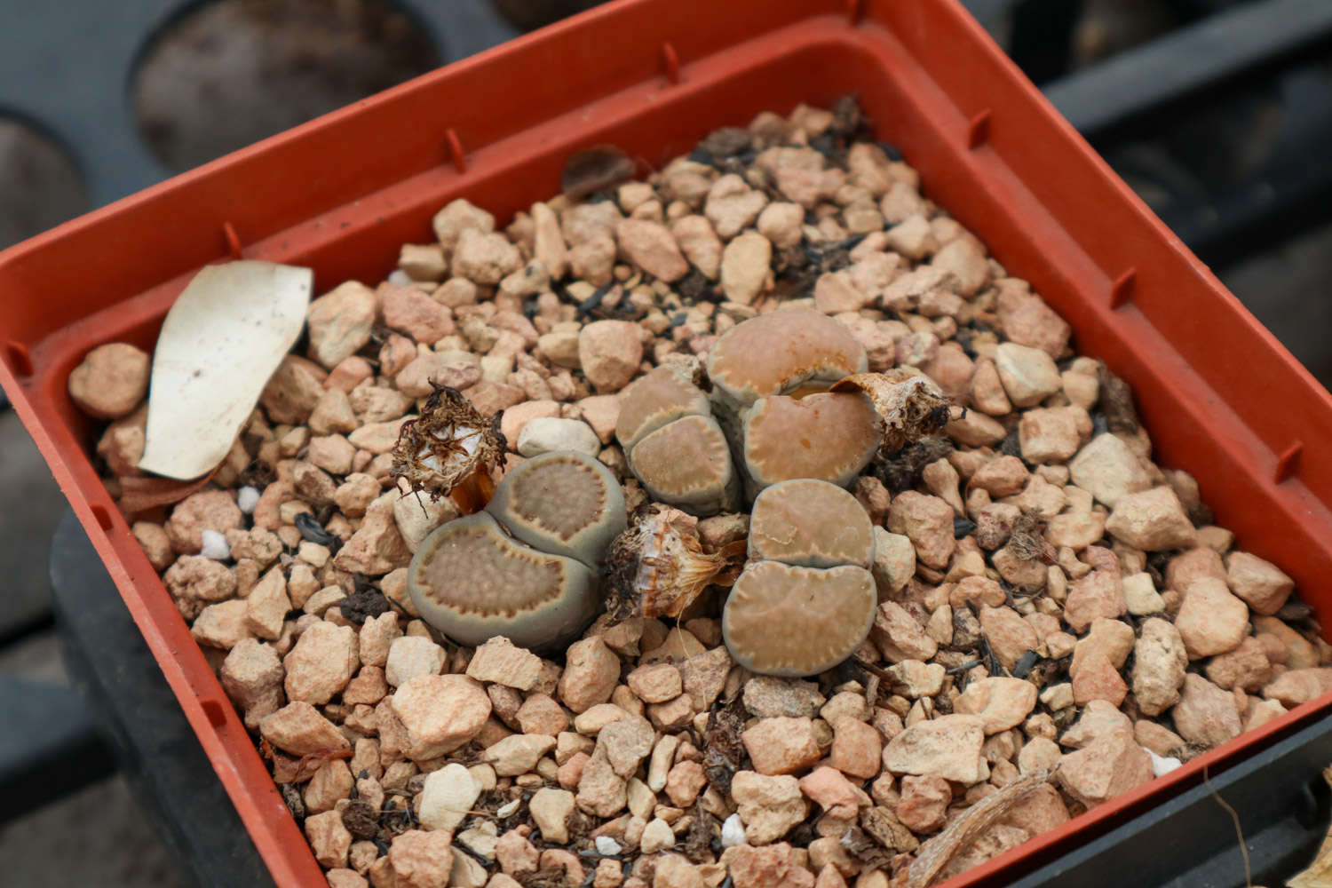 Lithops