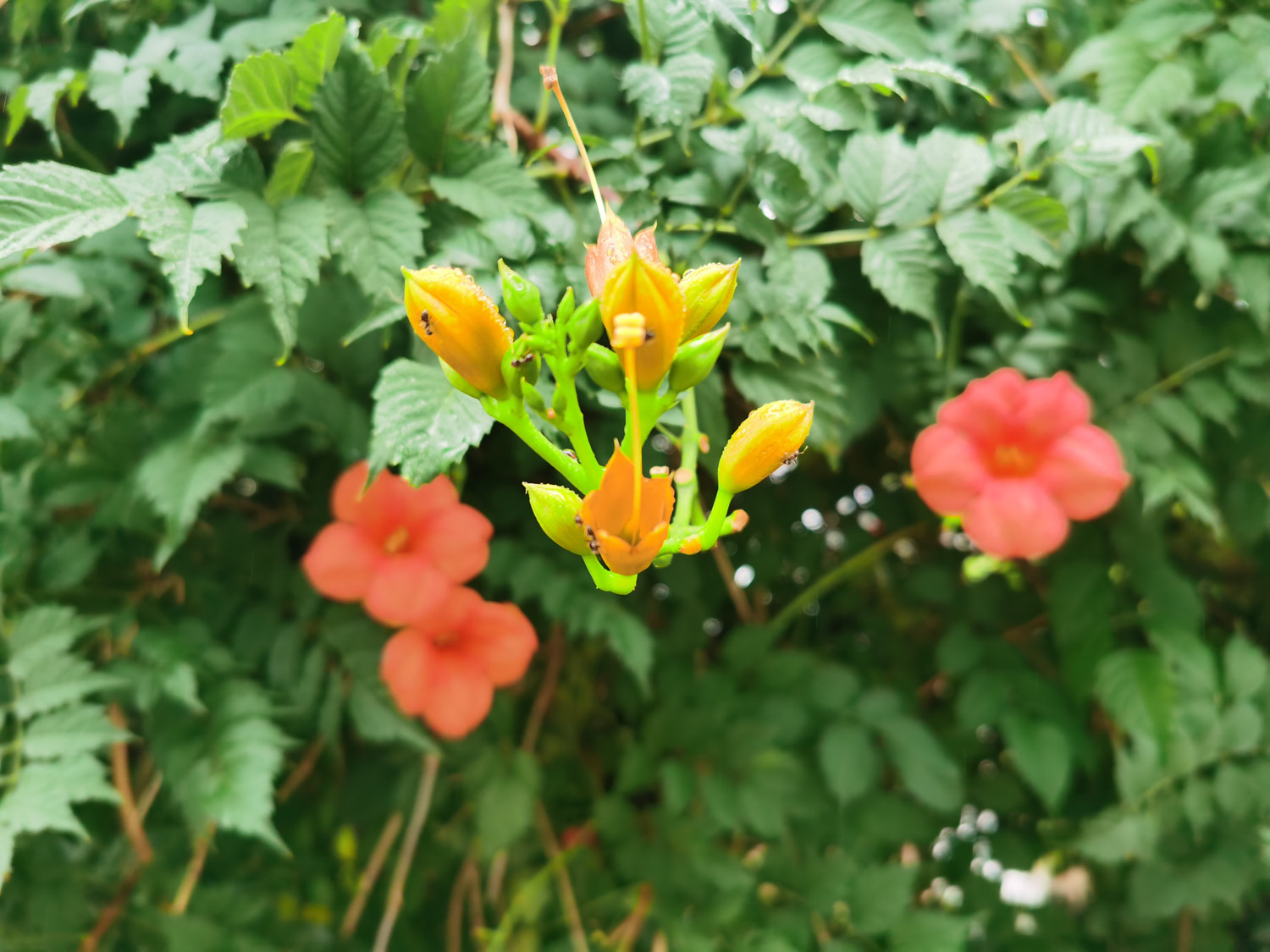 Chinese trumpet creeper