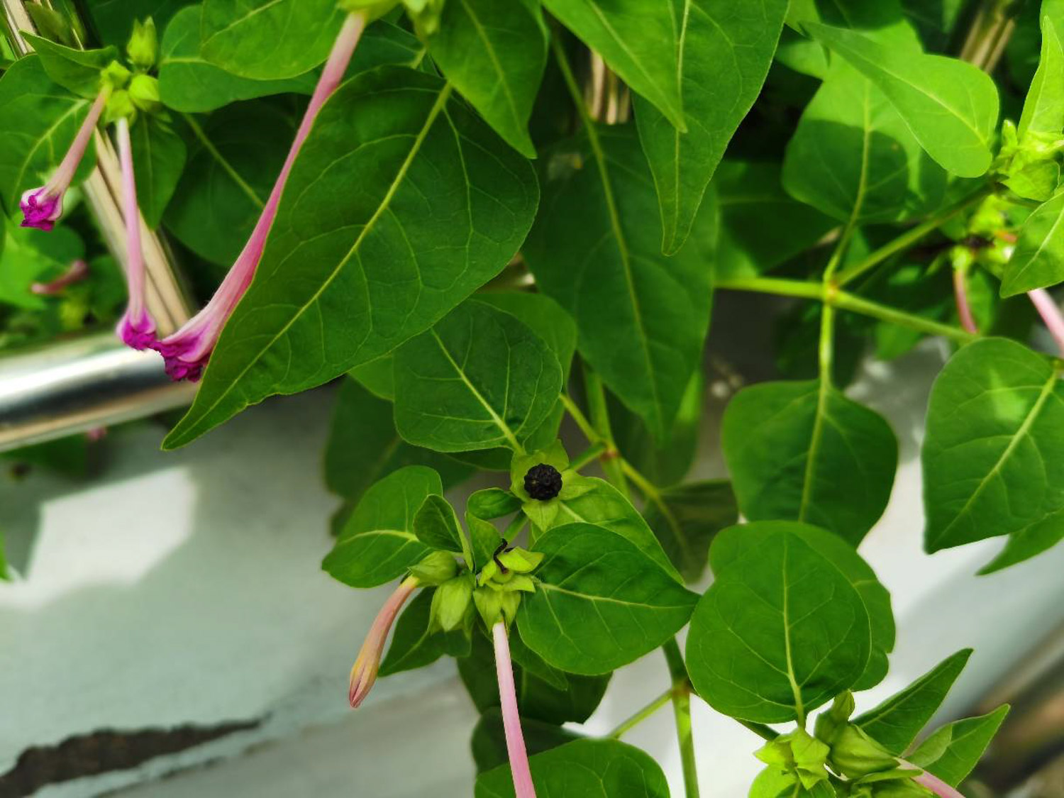 Mirabilis jalapa