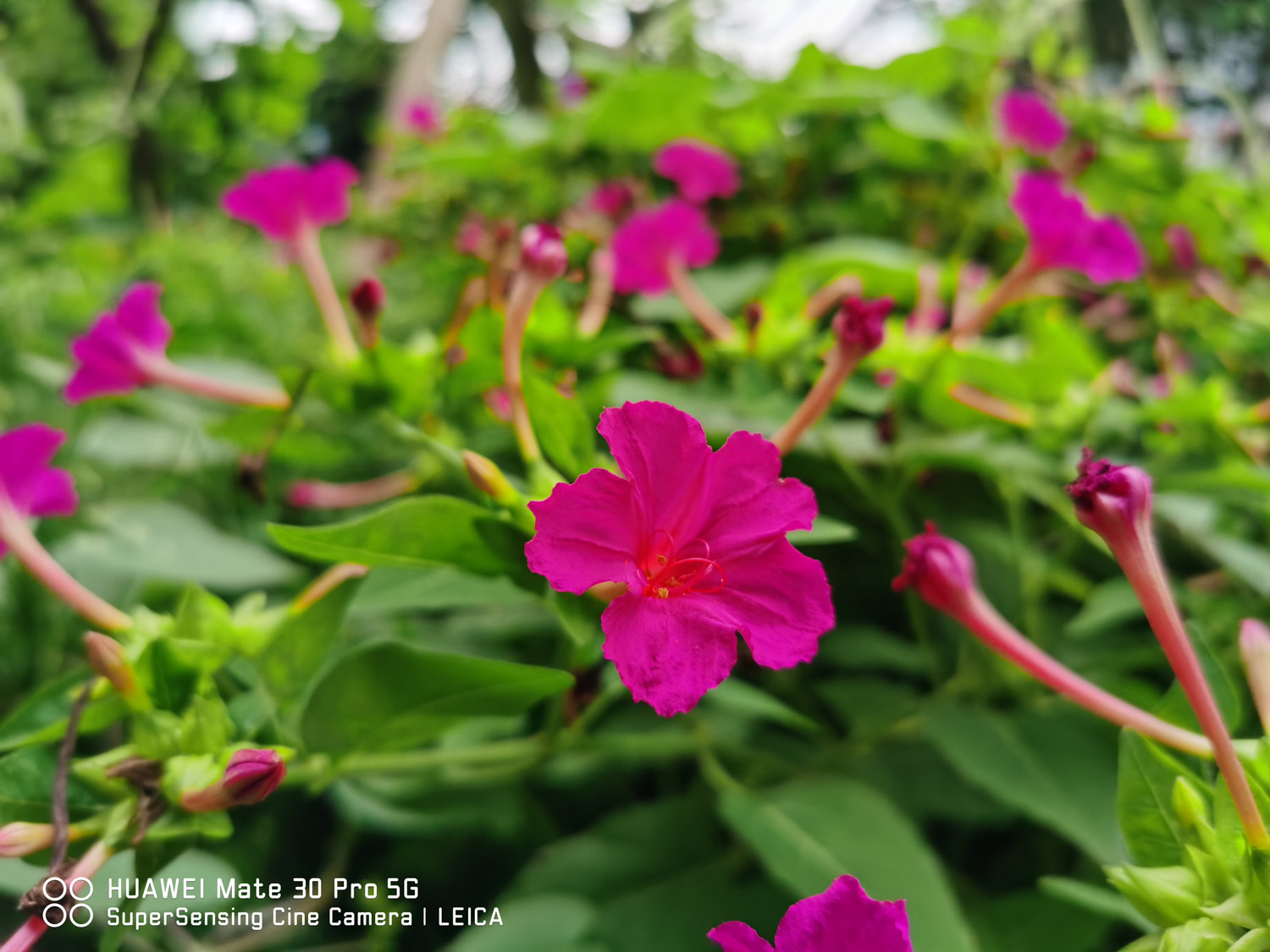 Mirabilis jalapa