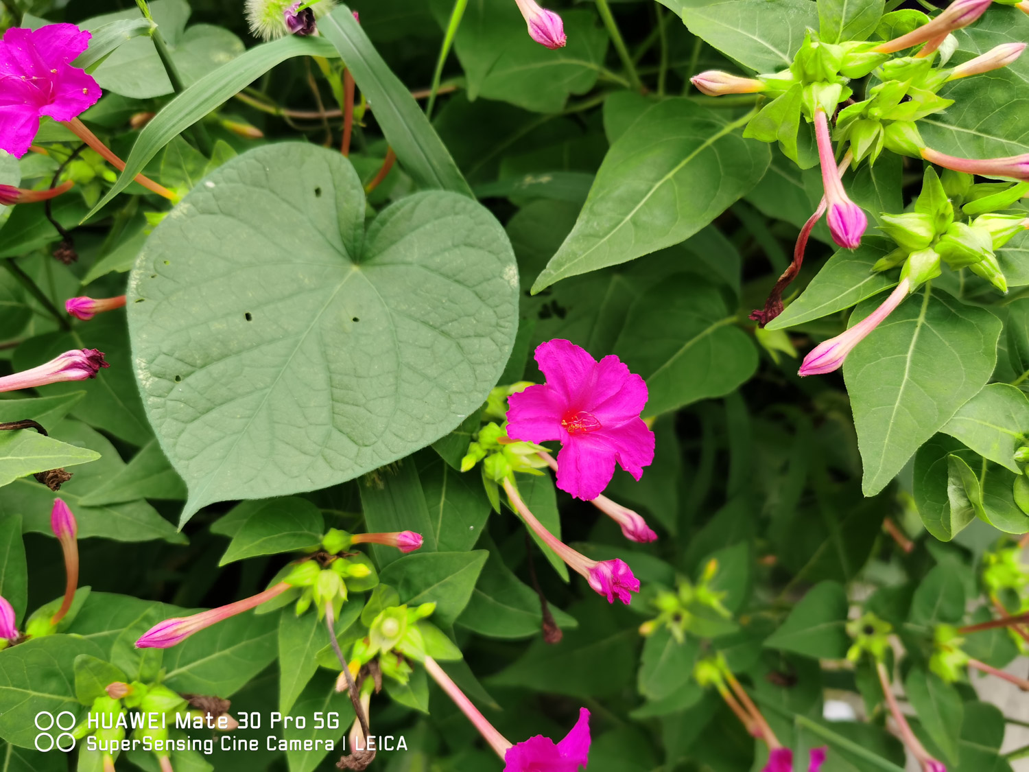 Mirabilis jalapa