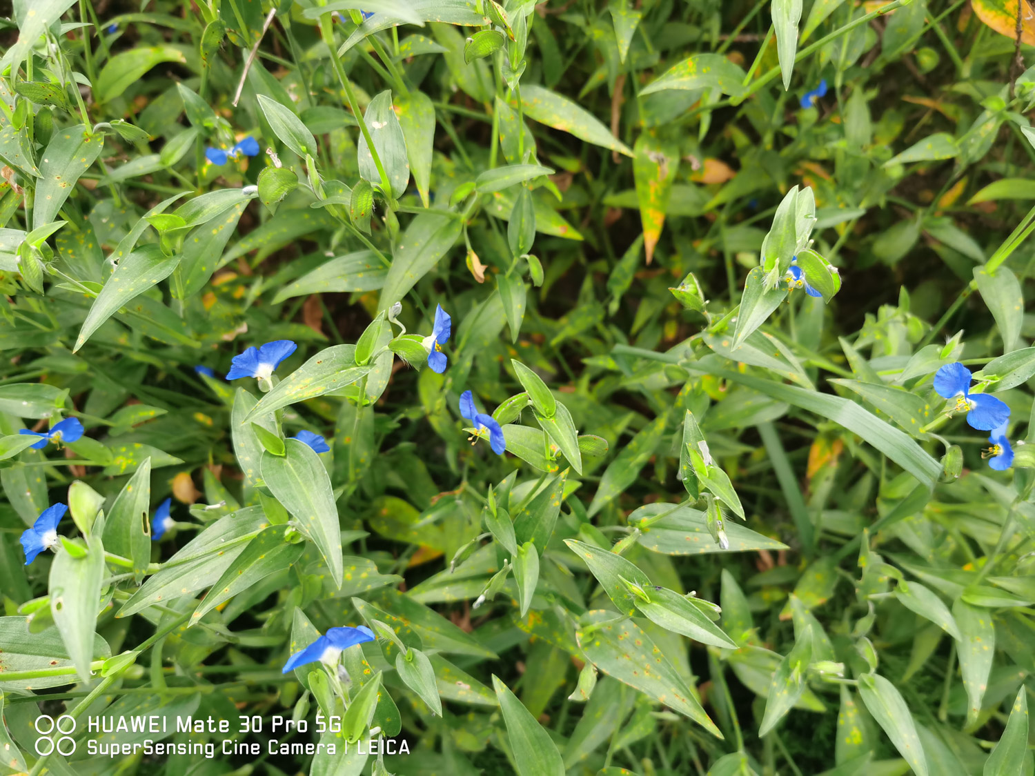 Asiatic dayflower
