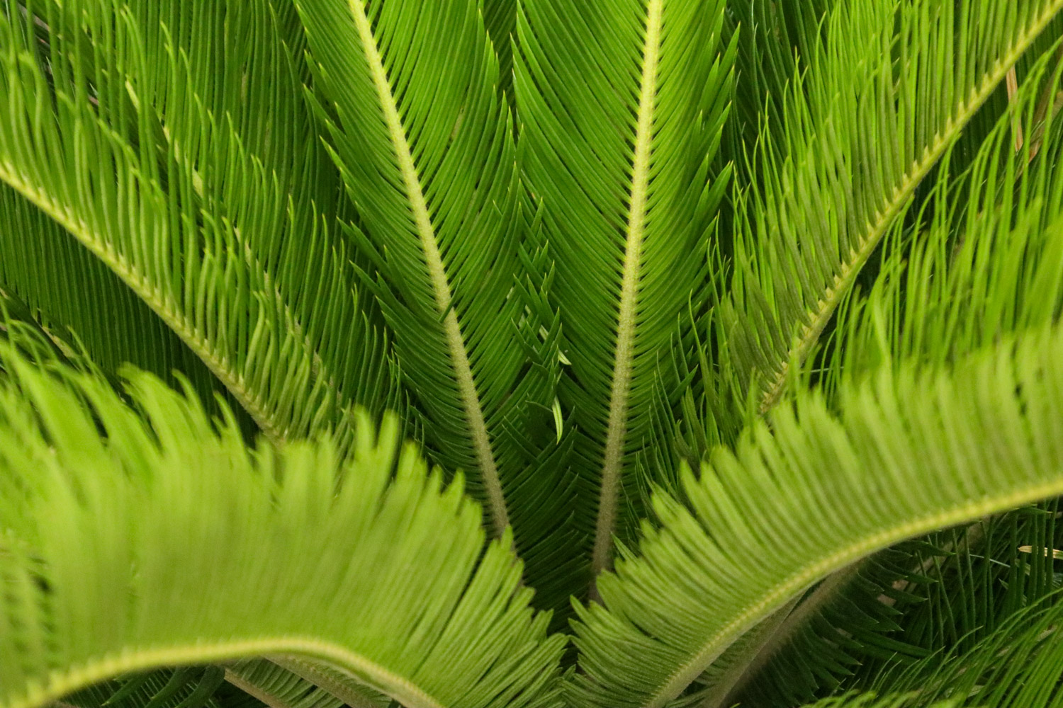 Cycas