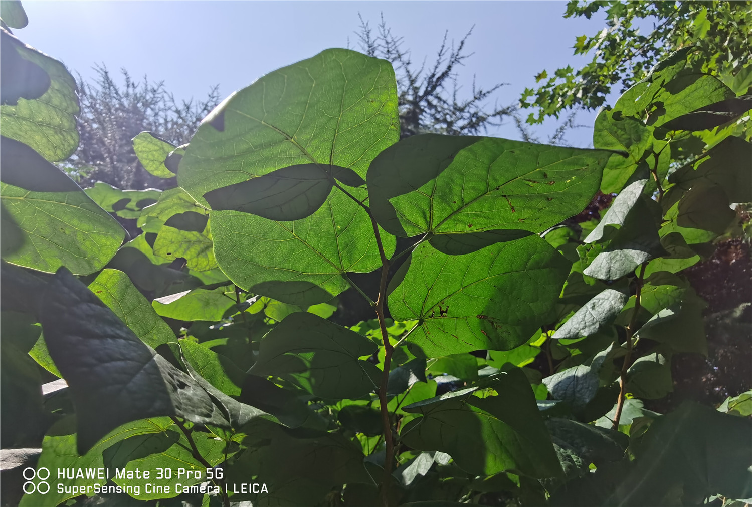 Bauhinia