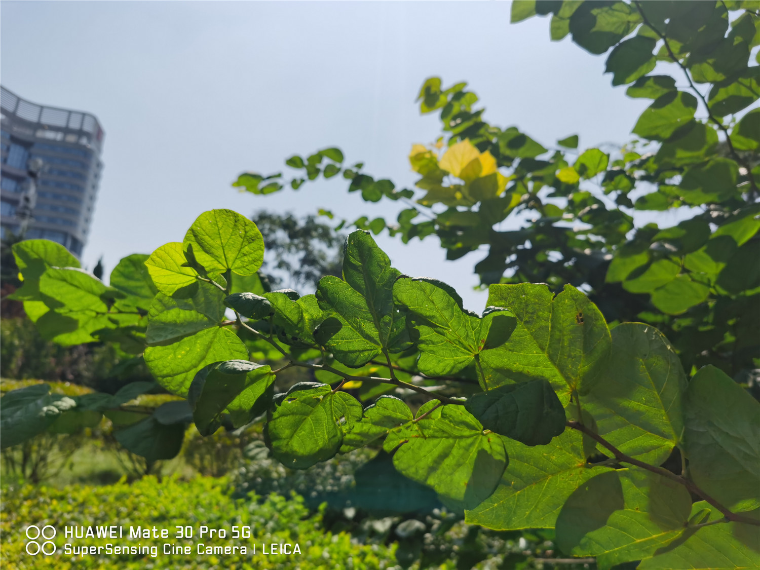 Bauhinia