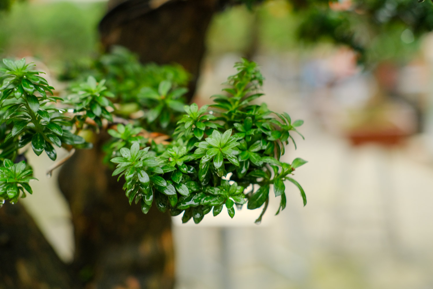 bonsai