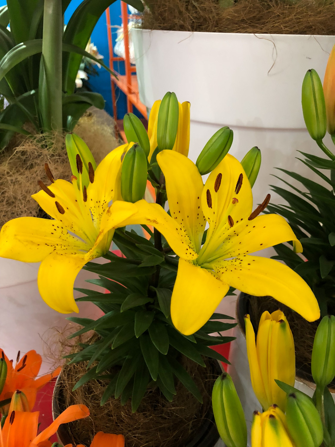Lily