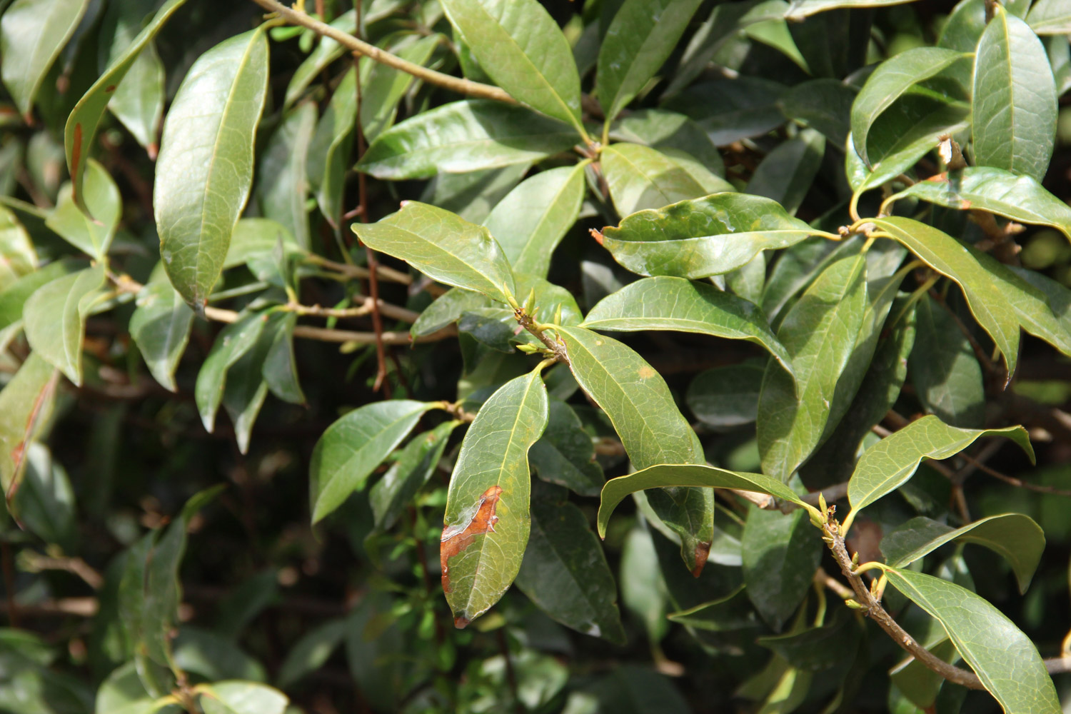 sweet-scented osmanthus