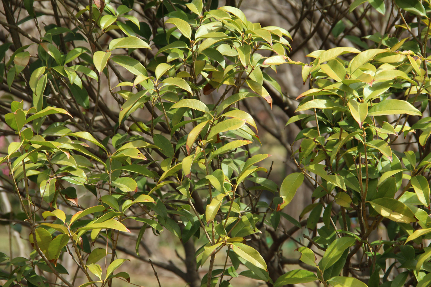 sweet-scented osmanthus