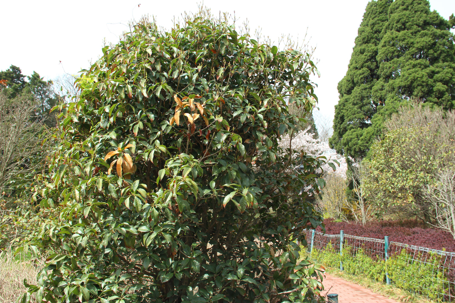 sweet-scented osmanthus