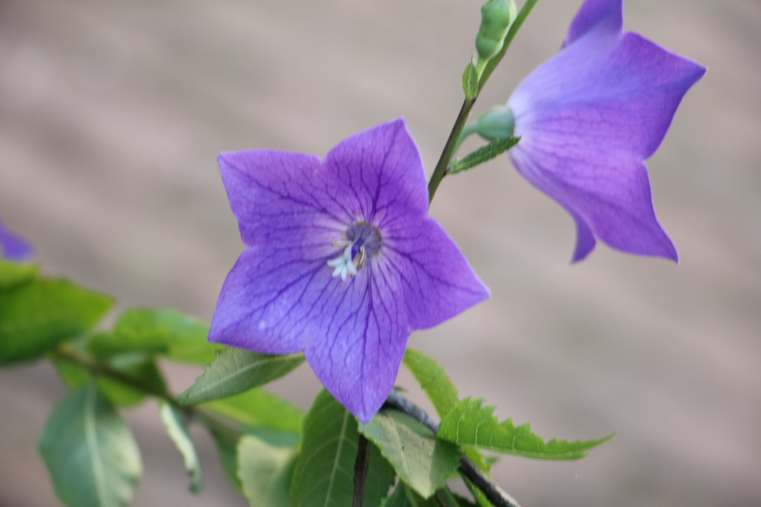 Chinese bellflower