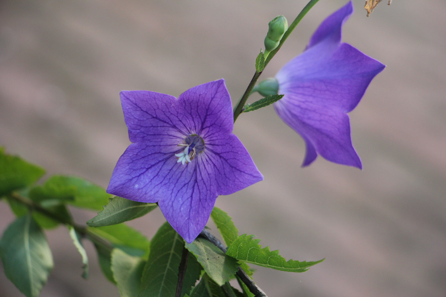 Chinese bellflower