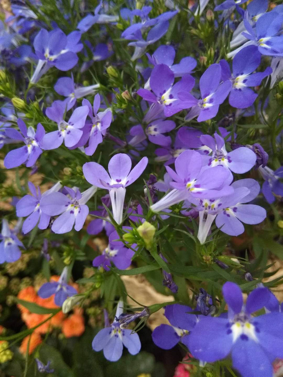 Garden Lobelia