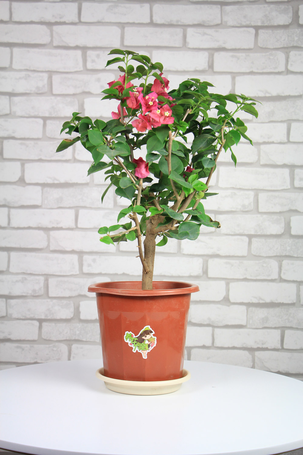 triangle plum