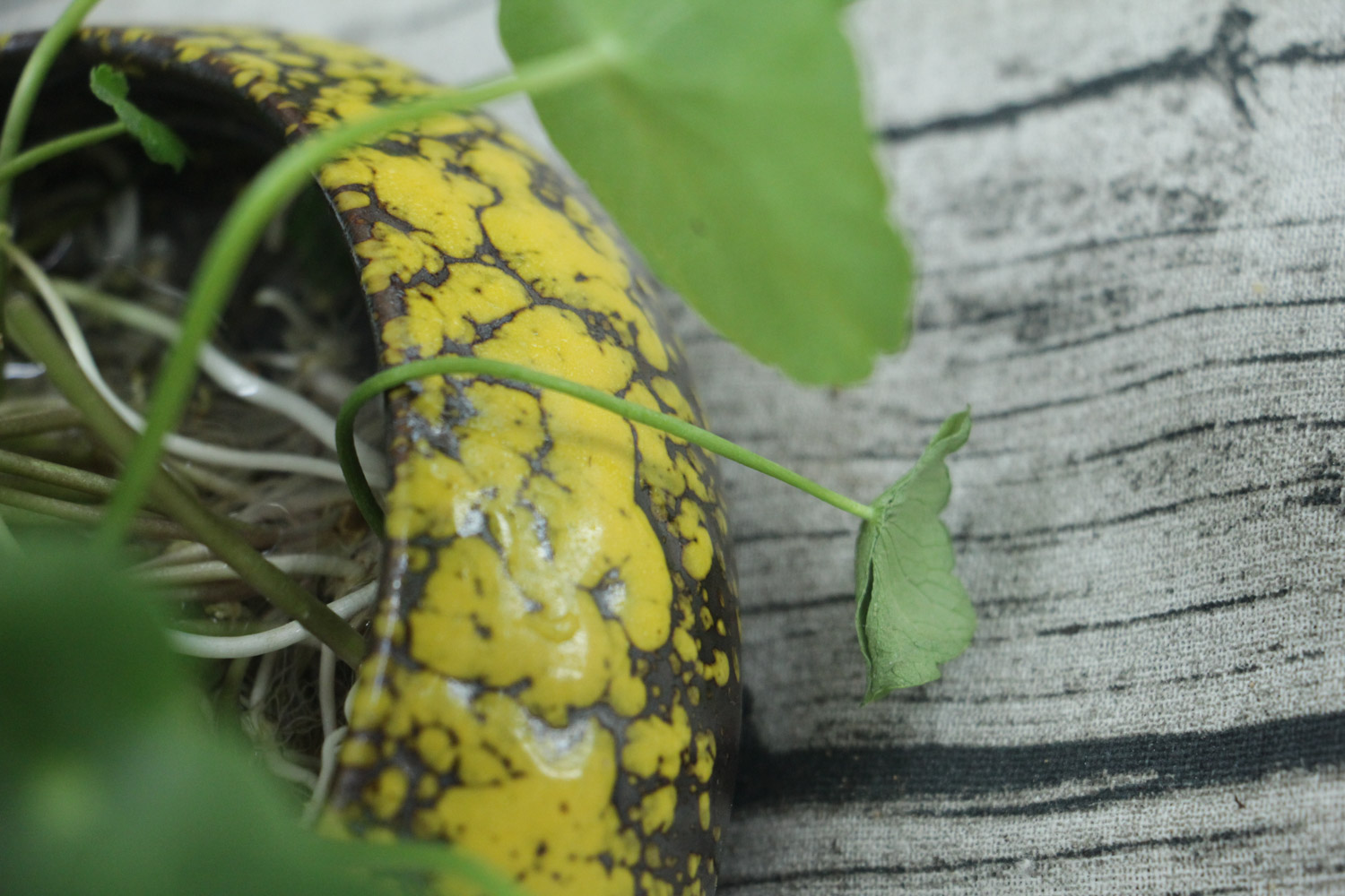 HYDROCOTYLE