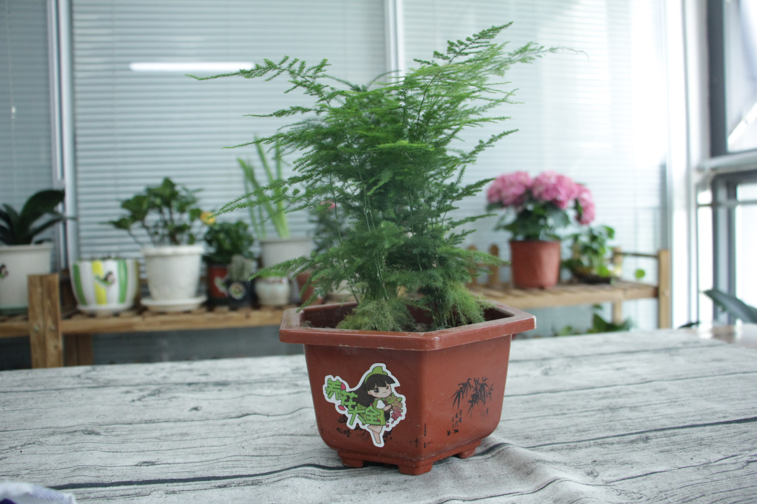 asparagus fern