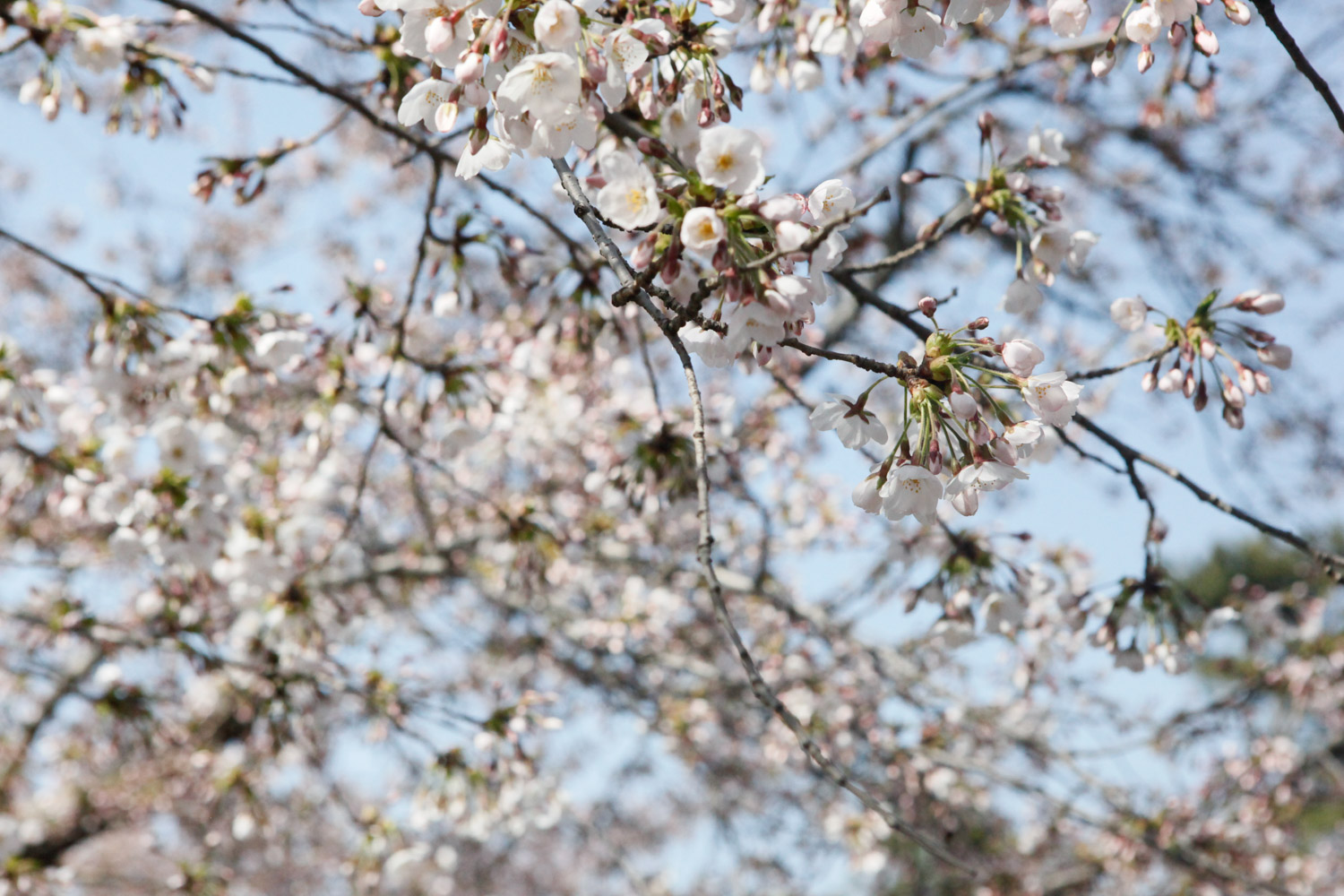 cherry blossoms