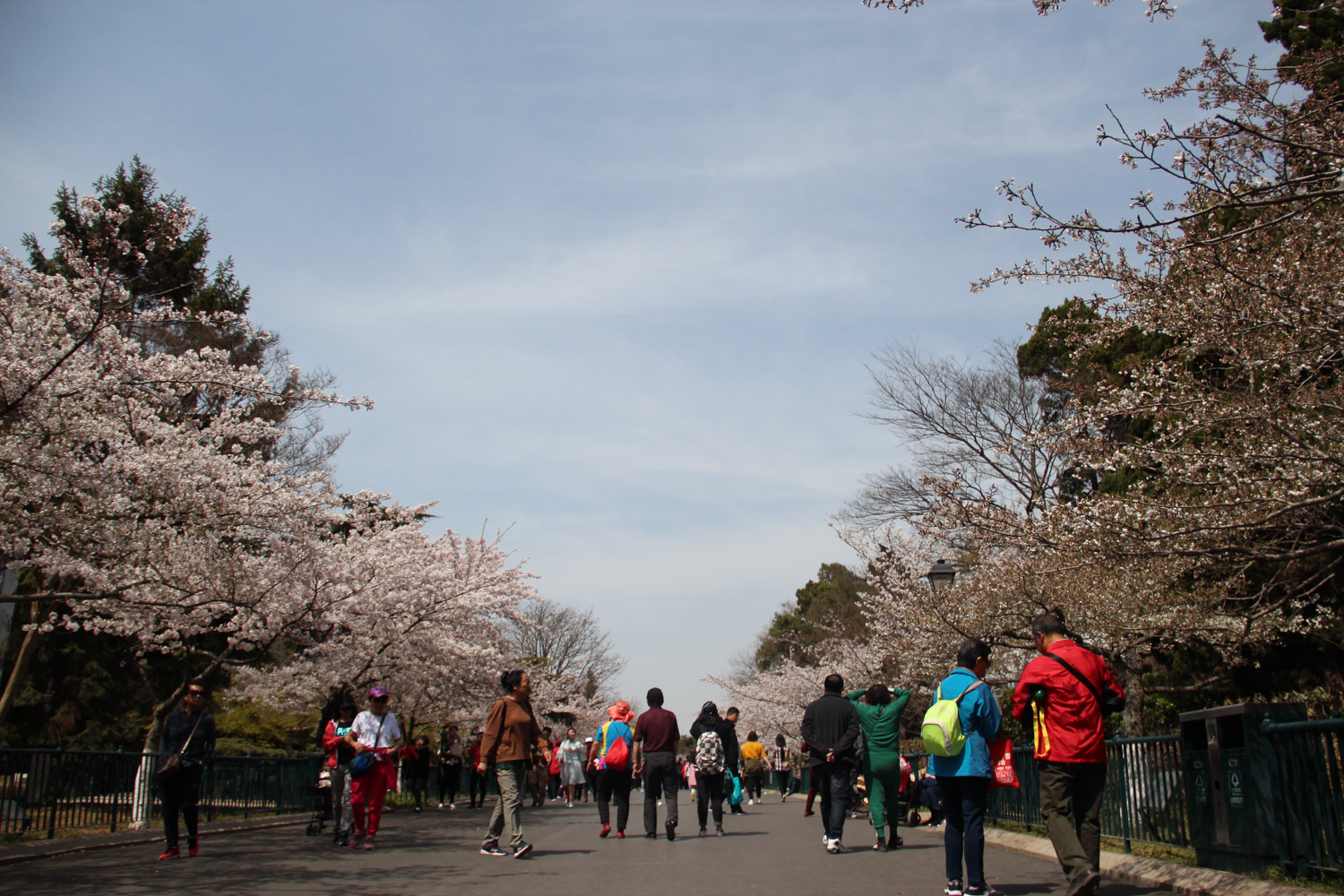 cherry blossoms