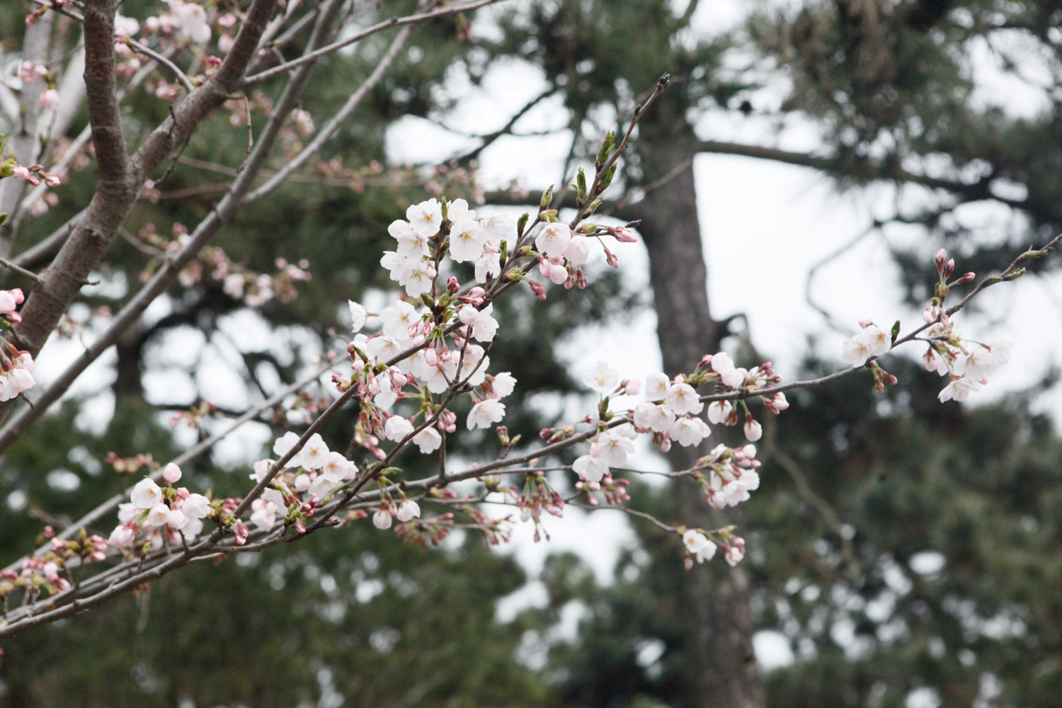 cherry blossoms