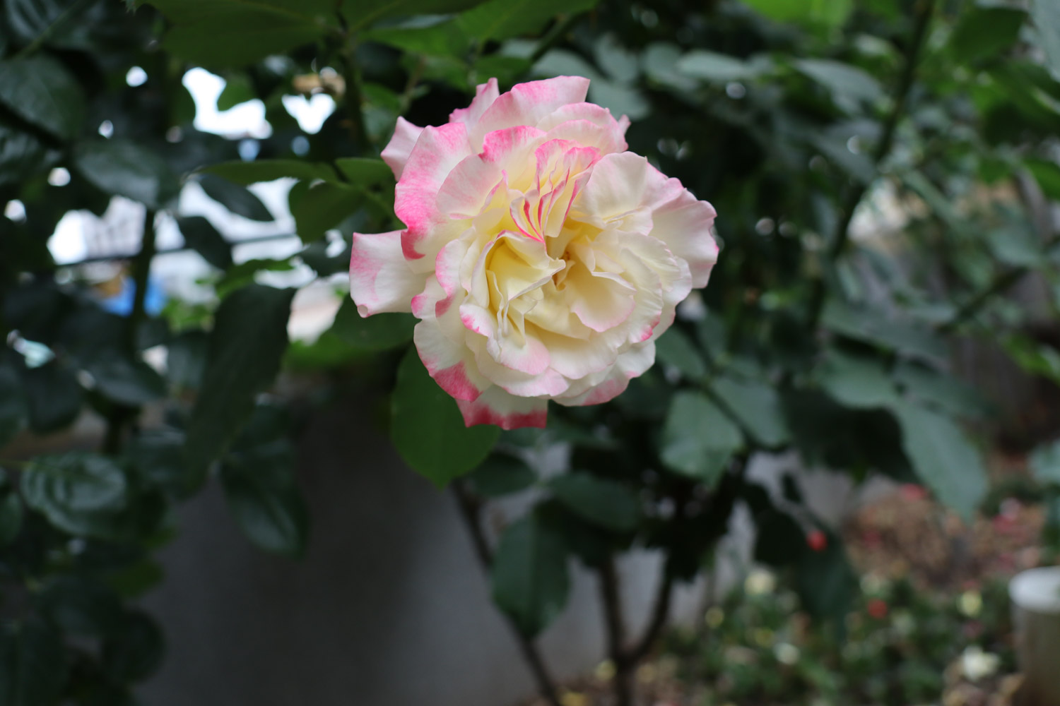 chinese rose