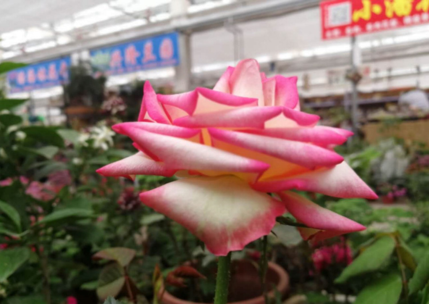 chinese rose