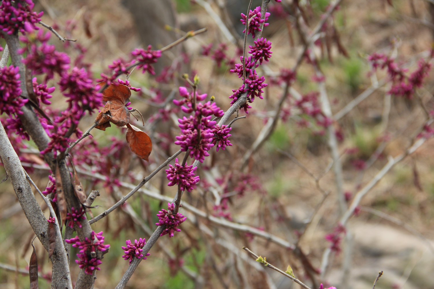 Bauhinia