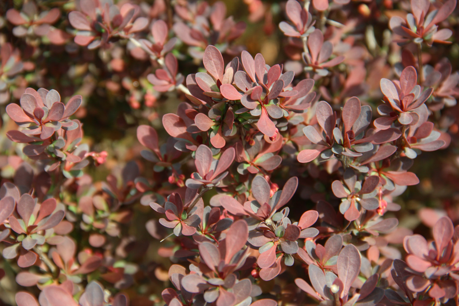 berberis thunbergii 