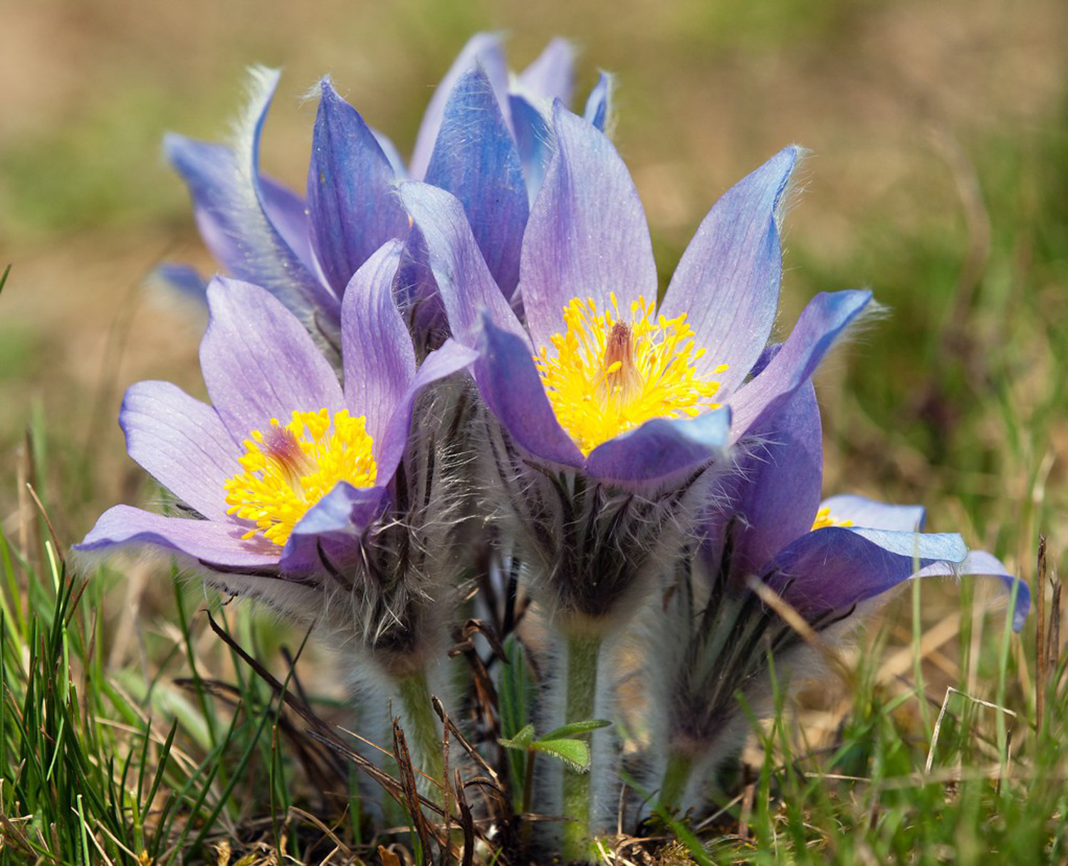 windflower