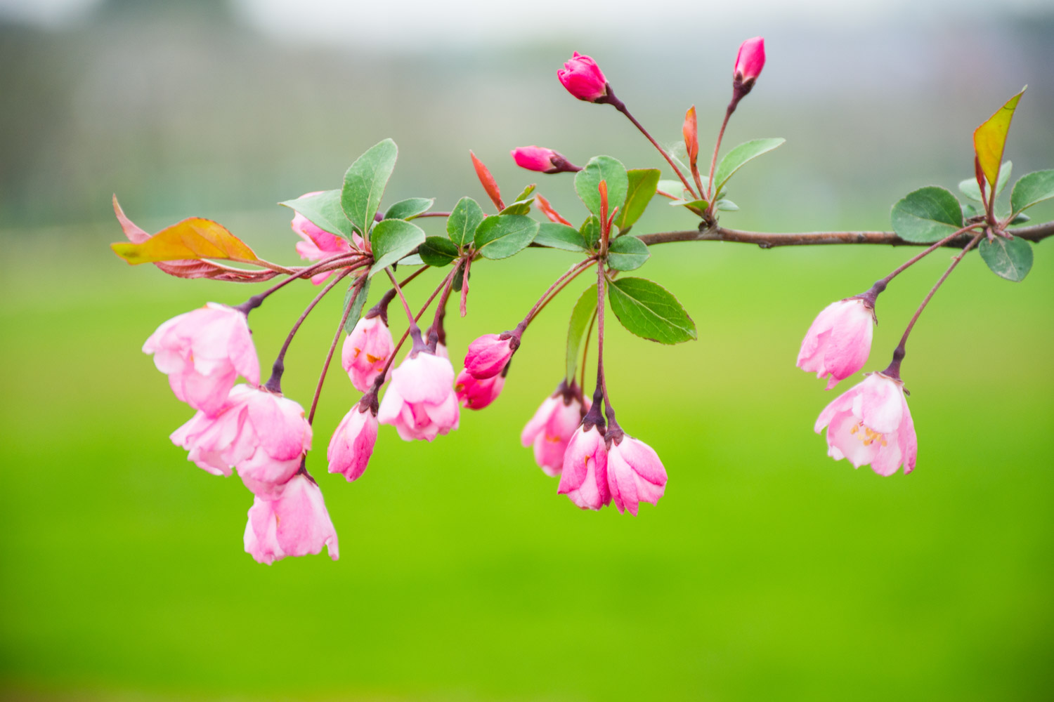 Malus Halliana