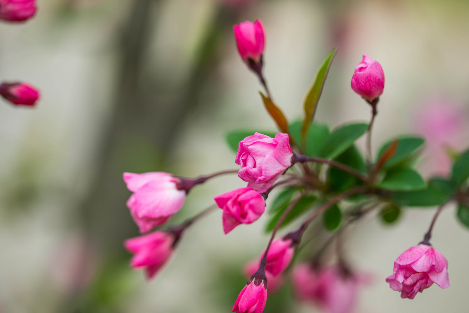 Malus Halliana