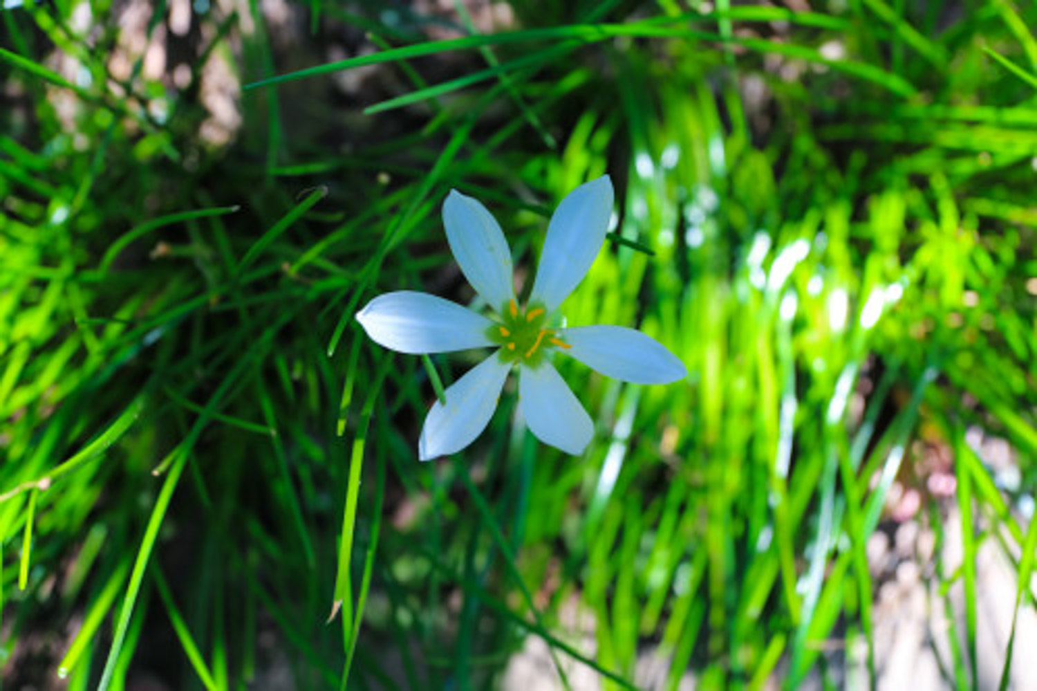 white rain lily