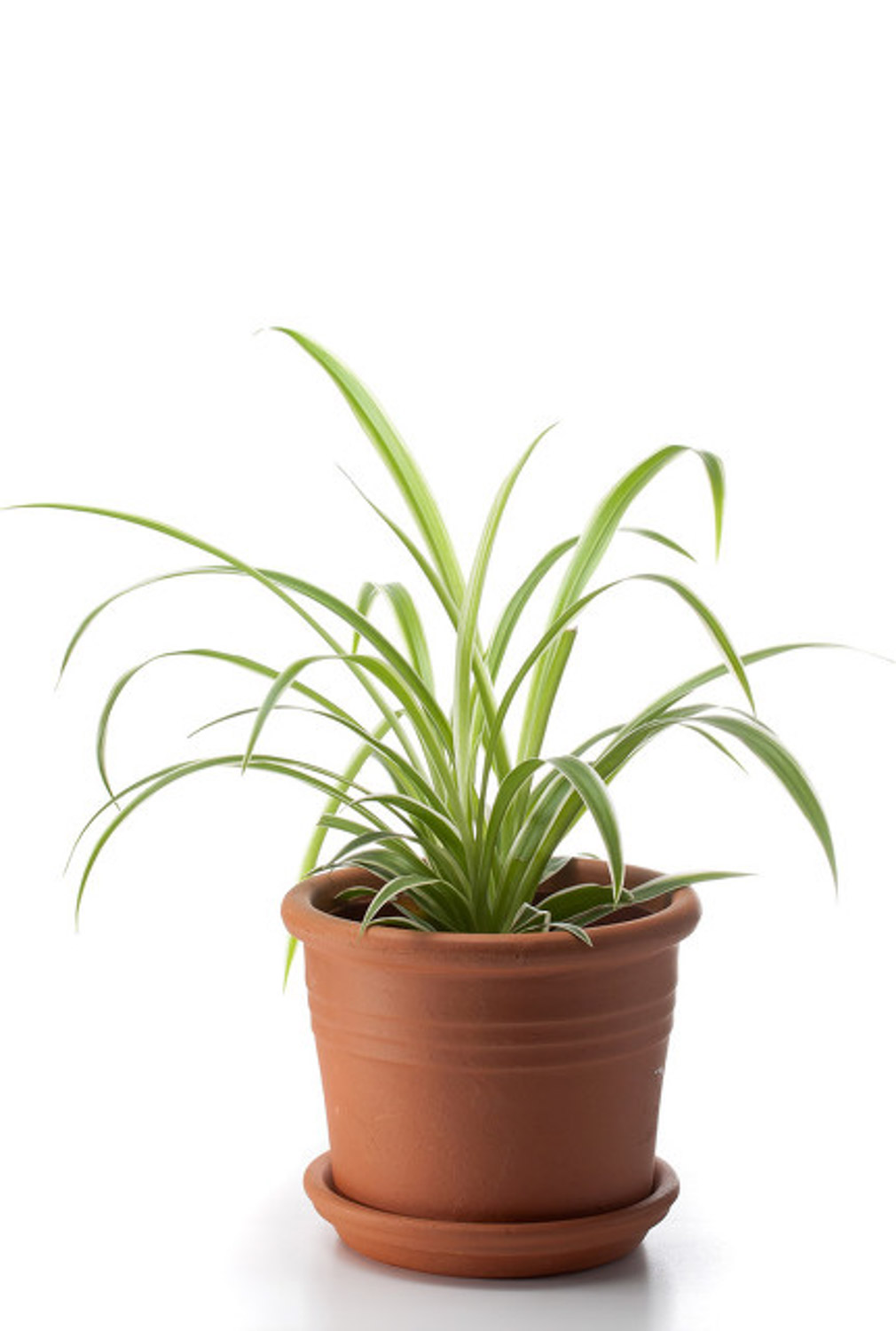 Chlorophytum