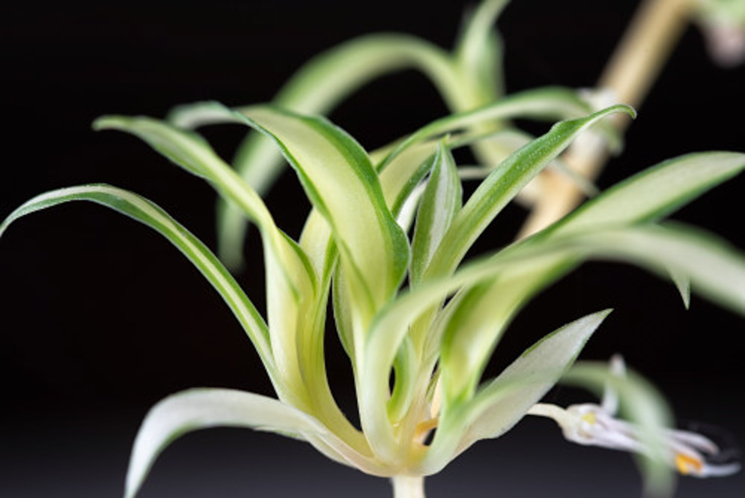 Chlorophytum